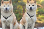 如何降低秋田犬攻击性？（基于宠物训练的有效方法）