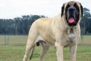 大丹犬饲养全攻略（从幼犬到成犬，让你成为专业的大丹犬主人）