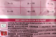 半岁泰迪狗狗的饮食需求指南（根据体重科学合理确定每日狗粮摄入量）