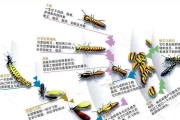 英种斑点兔的饲养方法（打造舒适宜居的家园）