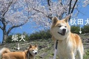 秋田犬和柴犬有哪些区别？秋田犬与柴犬的4个区别