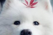 萨摩耶咳嗽症状的缓解方法（探讨以萨摩耶为主题的宠物咳嗽症状的诊断、治疗和预防）