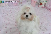 以马尔济斯狗狗何时配种为宜（全面了解马尔济斯狗狗配种的最佳时间，让你的宠物狗狗更健康）