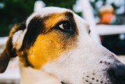 如何让你的阿富汗犬停止不停地吠叫？（宠物教育的重要性、阿富汗犬心理分析、正确的训练方法）