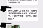 猫的健康（以猫死一般得的什么病？）