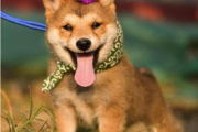 柴犬发情10日全攻略：主人轻松应对柴犬来“大姨妈”
