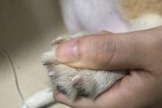 狗狗指甲白色的原因及解决方法（了解狗狗指甲白色的可能原因，以及正确护理指甲的方法）