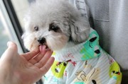夏日狗狗防晒攻略（为您的爱犬提供全面的夏季防晒保护）