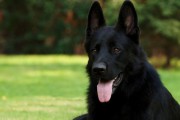 如何训练几个月大的德国牧羊犬不叫（从宠物德牧到训练达人，从小做起，你也能做到！）