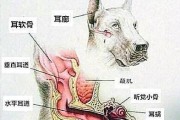 狗狗耳朵立有什么用？（探究狗狗耳朵立起来的原因和功能）