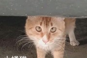 给流浪的小猫喂什么好？（关爱无家之猫，如何正确选择食物）