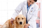 夏季宠物犬皮肤瘙痒，如何预防？（夏日护理小窍门，让狗狗轻松度过）