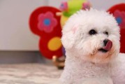1个月的幼犬能否食用蛋黄？（探究幼犬摄入蛋黄的好处与风险）