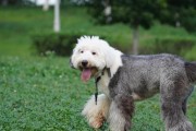 以古牧幼犬（在纯白世界里感受无尽的快乐与温暖）