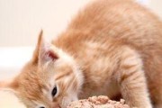 新手养猫必看的注意事项（如何让宠物猫咪健康快乐成长）