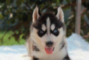 哈士奇多大算成犬？-完整了解哈士奇成犬时间（了解哈士奇成犬的标准、如何判断以及成长期的注意事项）