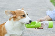 刚生的狗狗是否可以喝水？（如何正确给刚生的狗狗喝水）