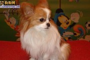 了解蝴蝶犬（探究蝴蝶犬的成长与寿命，为你的宠物提供最佳护理建议）