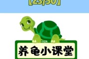 中华花龟的饲养方法（从宠物到家庭成员，让你的花龟健康快乐）