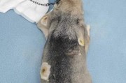 狗狗胃胀气的原因及预防方法（了解狗狗胃胀气的常见原因和有效预防措施）