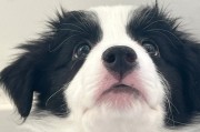 狗的嘴巴为什么如此细致？（揭秘狗的嘴巴结构及其功能）