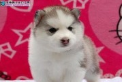 打造乖巧听话的哈士奇幼犬——哈士奇幼犬训练宝典（让你的宠物成为你的好伙伴，让训练变得简单易行）