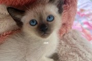 小猫的排便习惯及时间点（探究小猫何时开始拉屎的关键时刻）