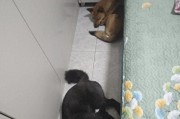 狗狗舔手就是表达喜欢吗？其实是另有原因？