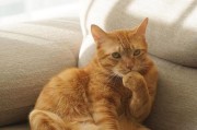 猫的幸福生活环境探秘（揭秘猫咪喜欢的理想家园——探访猫咪的天堂）