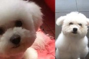 小狗狗会在还没一岁时换毛吗？（探究小狗狗的换毛规律及注意事项）