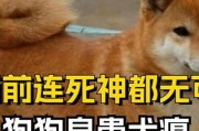 狗的健康威胁——犬瘟病（预防和治疗犬瘟病的关键措施）