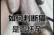 猫咪怀孕了，你该关注的症状是什么？（了解猫咪怀孕的常见症状和应对方法，为你的爱宠提供最好的照顾。）