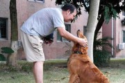 让宠物狗狗轻松度过换毛期（换毛期的原因和影响及应对方法）