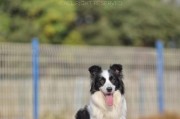 边境牧羊犬感冒应该怎么办？（宠物常见疾病与预防措施）