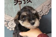 如何纠正雪纳瑞的胆小问题（有效方法帮助你的宠物重建信心）