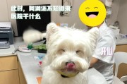 狗狗患隐睾症，绝育是必须的！（为宠物健康着想，隐睾症一定要引起重视！）