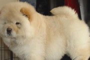 松狮犬保健全攻略（养宠必备，让你的松狮犬健康又快乐）