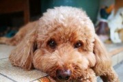 如何培养贵宾犬的进食好习惯（宠爱与训练并重，让贵宾犬健康成长）