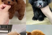 如何养护泰迪犬（关键知识和技巧助你成为合格的泰迪主人）