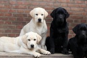 全面了解拉布拉多犬种标准（了解标准如何塑造高品质宠物）