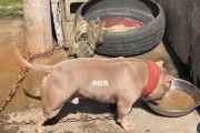养恶霸犬喂什么饮食很重要（宠物食谱）