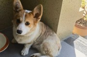 柯基犬皮肤病的治疗难题（为什么柯基犬的皮肤病总是治疗困难？）