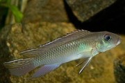 霸王短鲷的饲养方法（打造清新水族箱，让小短鲷欢快生活）
