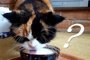 人喝的牛奶能够给猫咪喝吗？什么是乳糖不耐受？