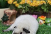 荷兰猪怎么饲养？荷兰猪饲养方法