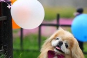 如何选择合适的京巴犬假期代养？（京巴犬代养要注意的要点及常见问题解答）