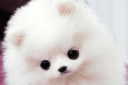 幼犬美容的两个注意事项（以宠物为主，让幼犬变得更可爱）