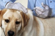 如何预防幼犬感冒？（宠物主人必读的幼犬保健知识）