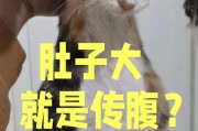 猫咪怀孕肚子何时能大？（探究猫咪怀孕期间肚子的变化及关键因素）