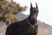 德国杜宾犬的饲养指南（掌握这些技巧，让你的杜宾犬健康快乐生活）